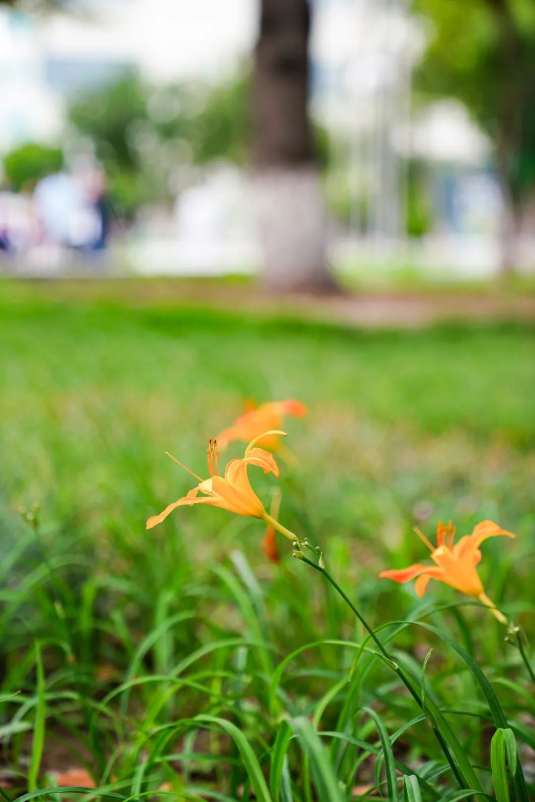 镜头下的北京科学中心丨萱草 镜头下的北京科学中心丨萱草