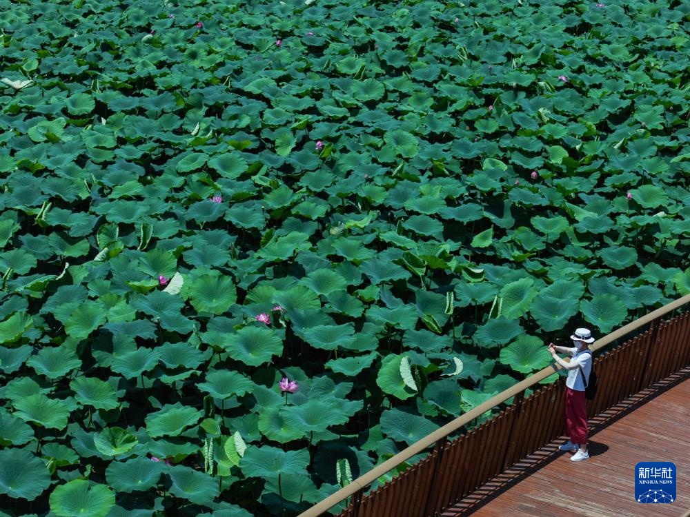 玄武湖畔赏荷乐 玄武湖畔赏荷乐
