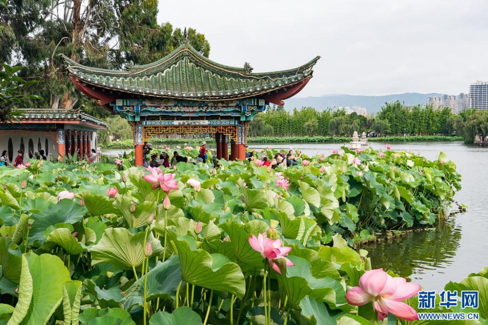 昆明荷花初绽 古典园林夏韵浓 昆明荷花初绽 古典园林夏韵浓