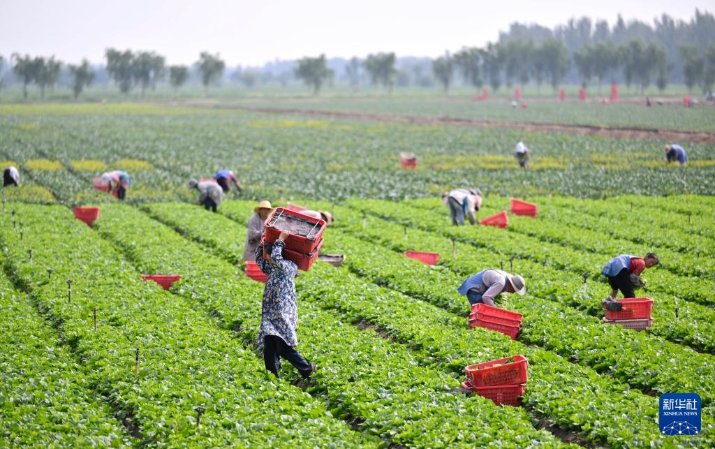 宁夏青铜峡:供港蔬菜迎来丰收季 宁夏青铜峡:供港蔬菜迎来丰收季