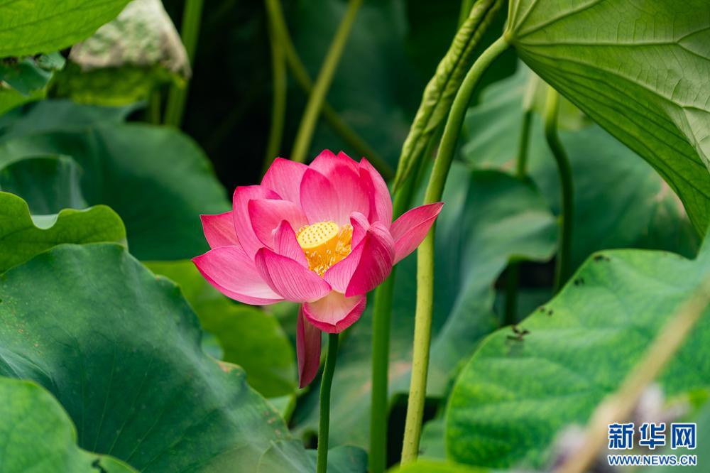 昆明荷花初绽 古典园林夏韵浓 昆明荷花初绽 古典园林夏韵浓