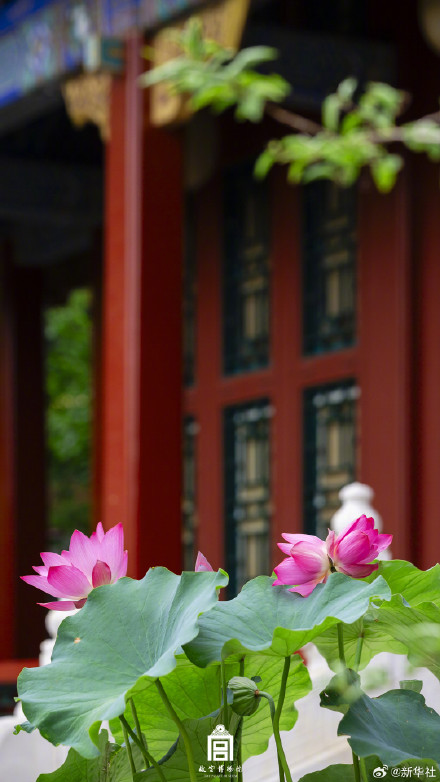 好事成双！故宫并蒂莲花开壁纸上新了
