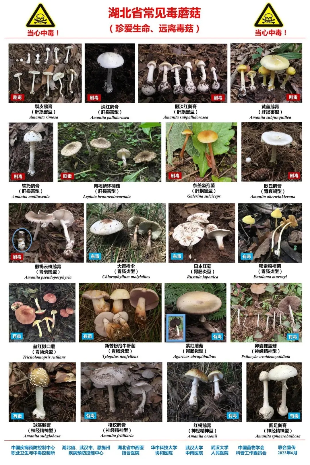 别吃！医院接诊多例，医生提醒：高温烹饪后也有毒