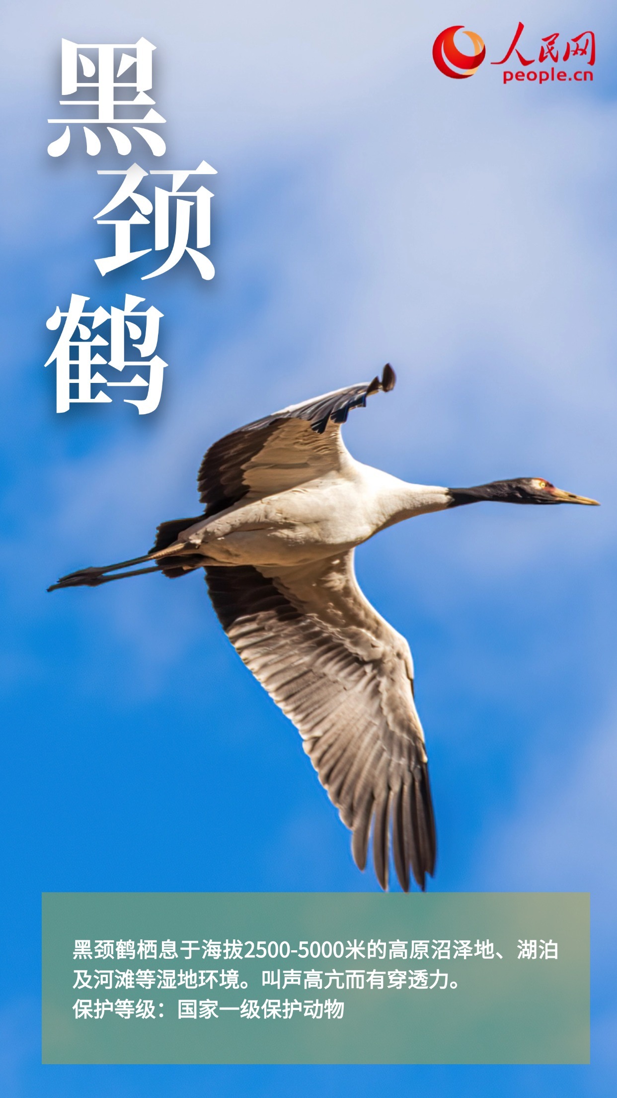 鸟类图鉴上新 多角度认识“空中精灵” 鸟类图鉴上新 多角度认识“空中精灵”