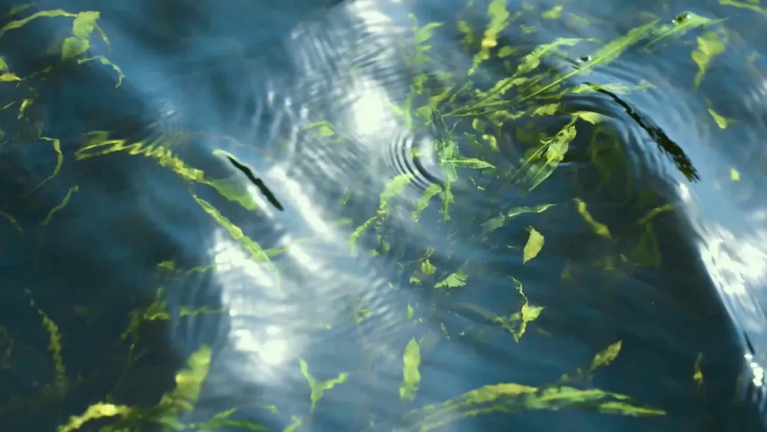 暴雨后去兴隆湖捞鱼?鱼再大,“捞不得”! 暴雨后去兴隆湖捞鱼?鱼再大,“捞不得”!