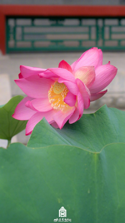 好运MAX！故宫并蒂莲壁纸上线