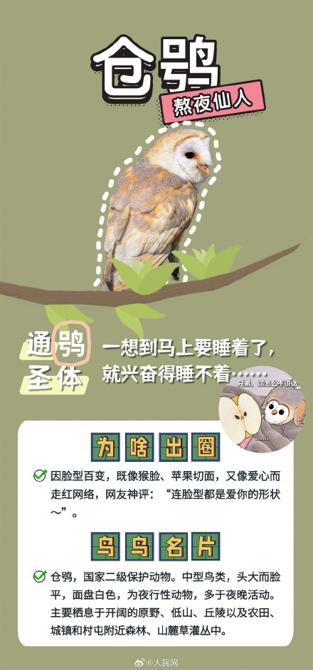可可爱爱!野生鸟类竟是隐藏梗王 可可爱爱!野生鸟类竟是隐藏梗王