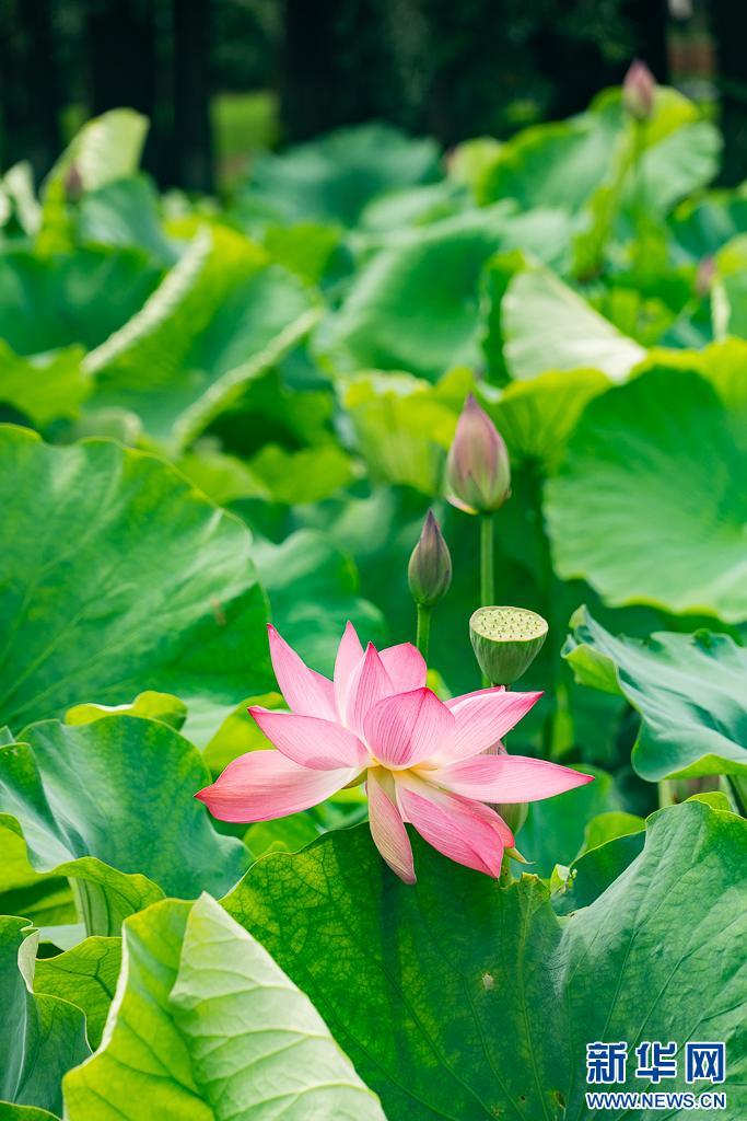 昆明荷花初绽 古典园林夏韵浓 昆明荷花初绽 古典园林夏韵浓
