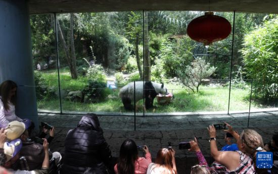 “欣欣”不老,情谊常新——墨西哥人同庆大熊猫“欣欣”35岁生日 “欣欣”不老,情谊常新——墨西哥人同庆大熊猫“欣欣”35岁生日