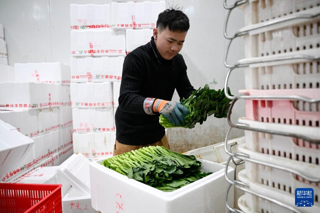 宁夏青铜峡:供港蔬菜迎来丰收季 宁夏青铜峡:供港蔬菜迎来丰收季