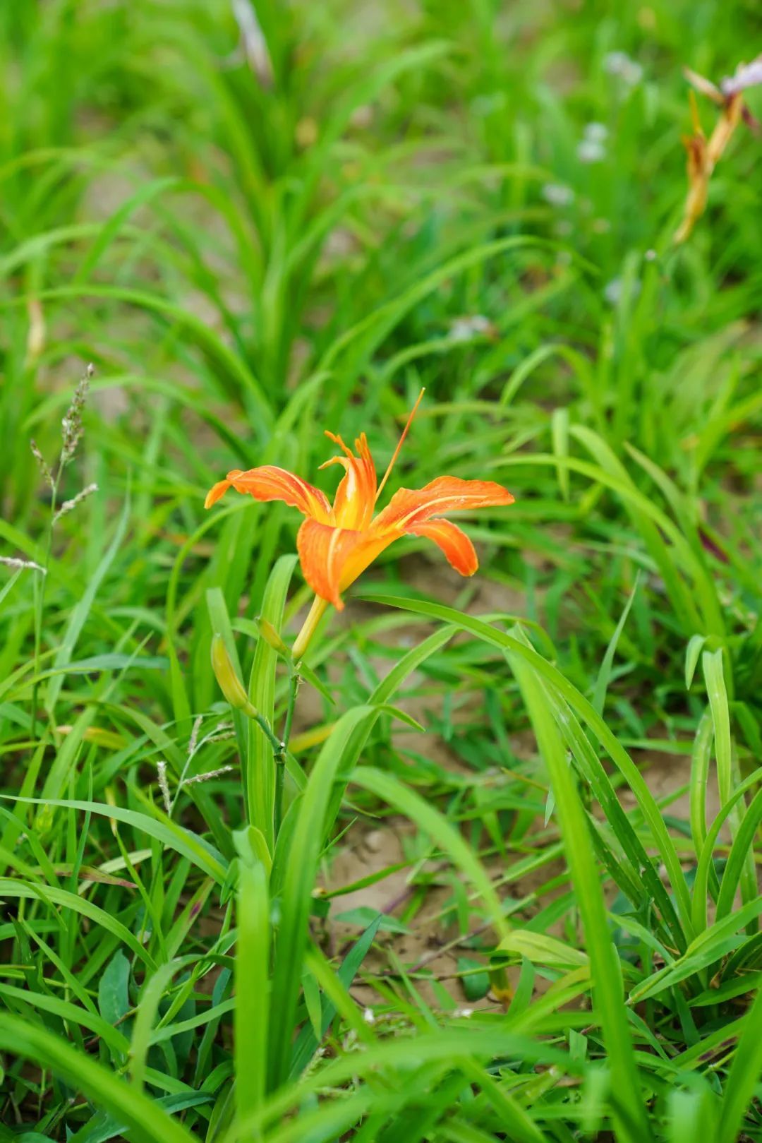 镜头下的北京科学中心丨萱草 镜头下的北京科学中心丨萱草