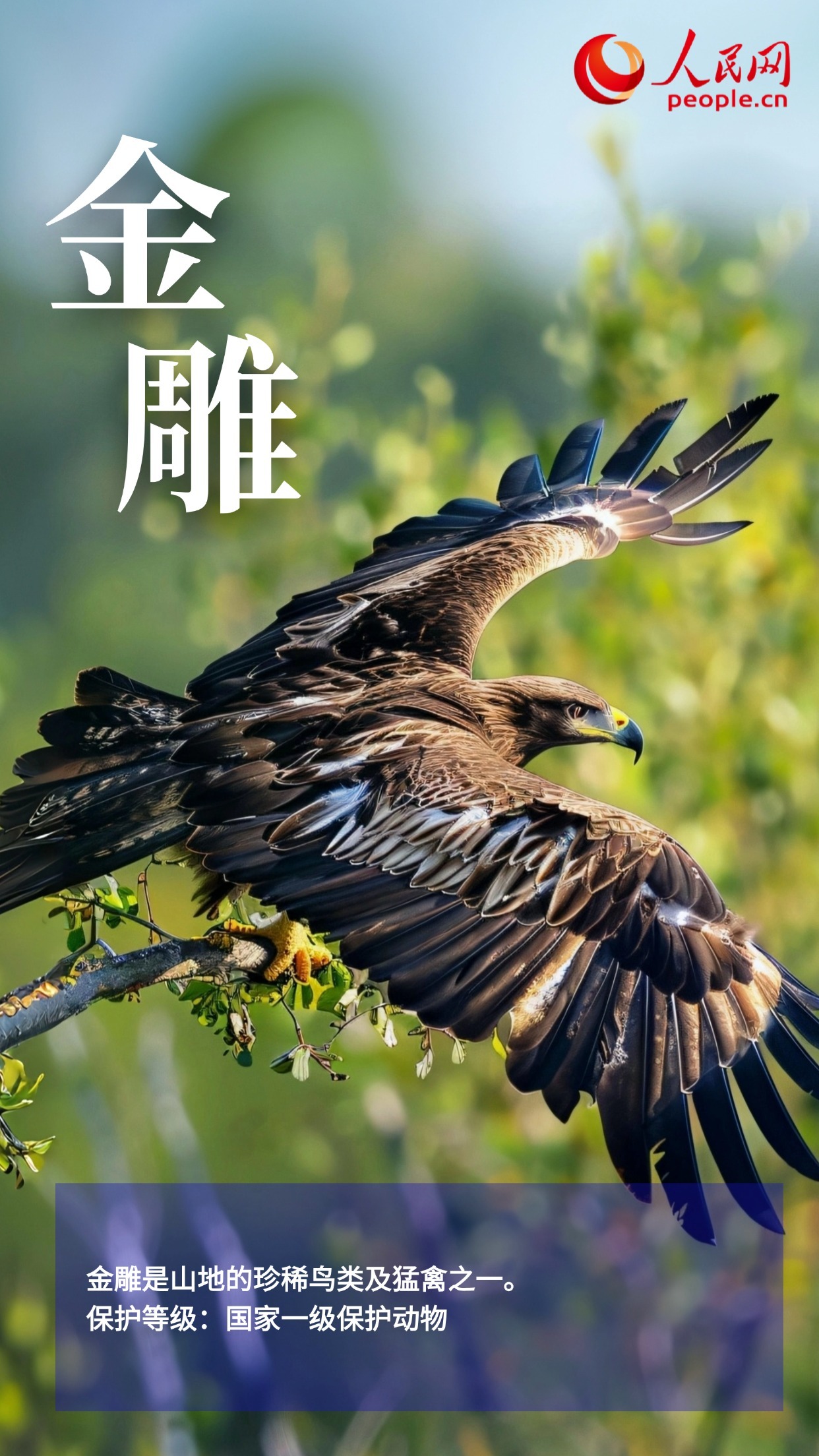 鸟类图鉴上新 多角度认识“空中精灵” 鸟类图鉴上新 多角度认识“空中精灵”