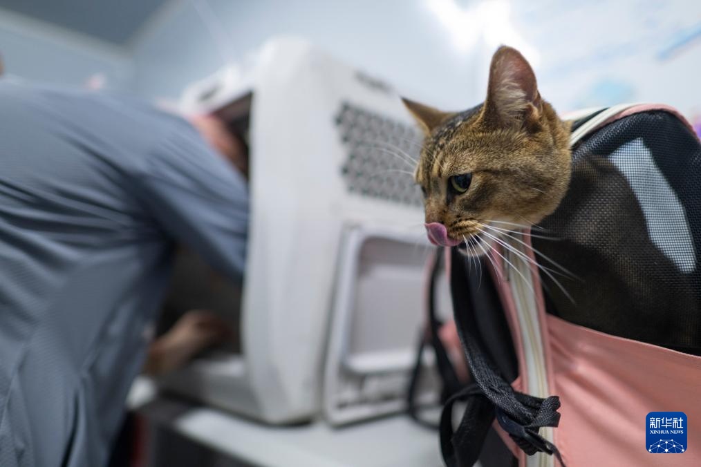 武汉:“萌宠”旅客乘高铁 武汉:“萌宠”旅客乘高铁