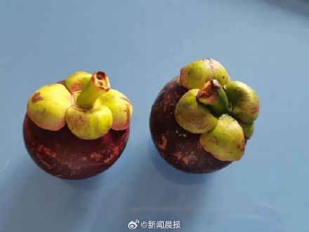 好吃但营养价值一般,热量还很高 山竹果肉变透明还能不能吃? 好吃但营养价值一般,热量还很高 山竹果肉变透明还能不能吃?