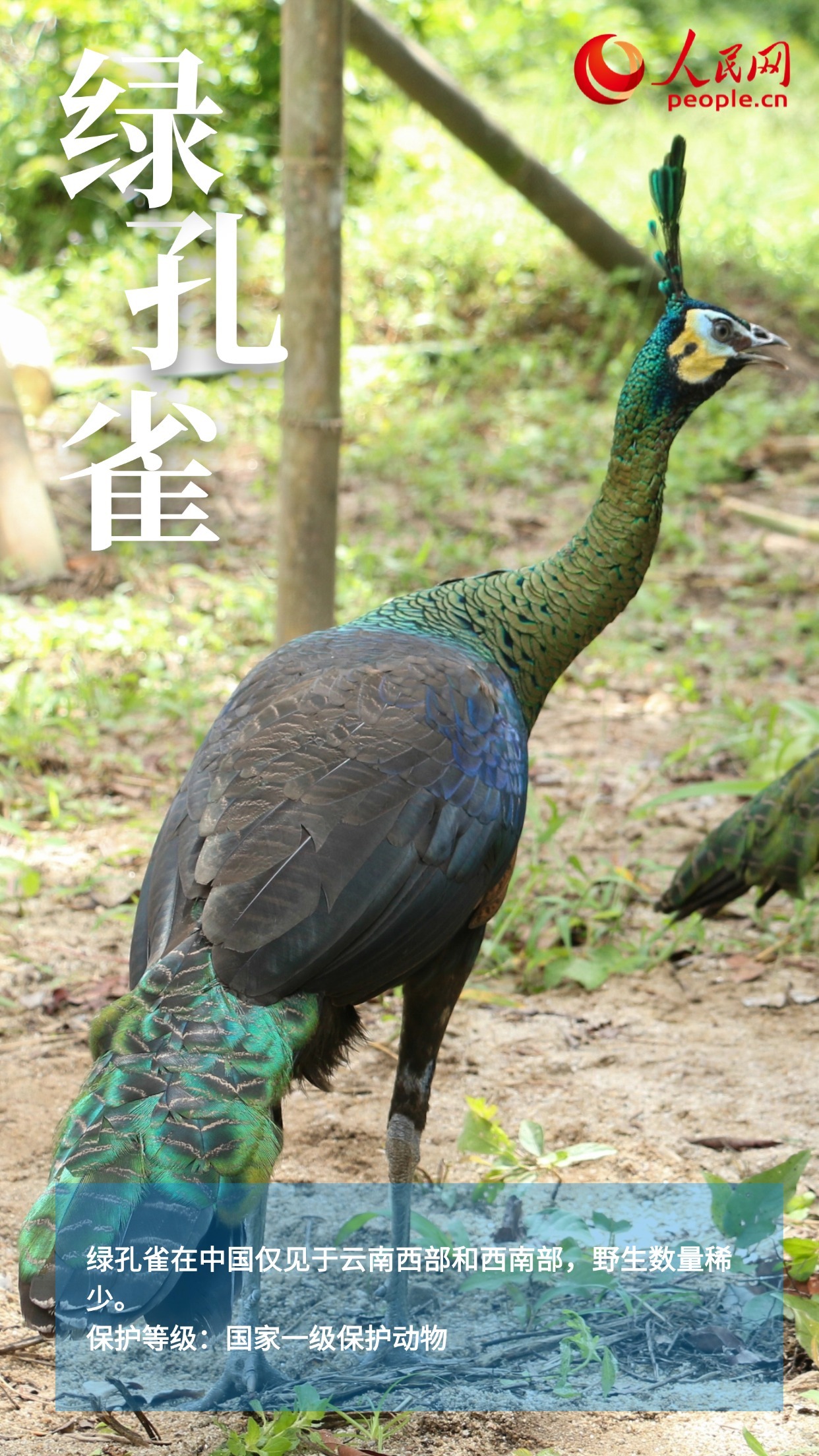 鸟类图鉴上新 多角度认识“空中精灵” 鸟类图鉴上新 多角度认识“空中精灵”