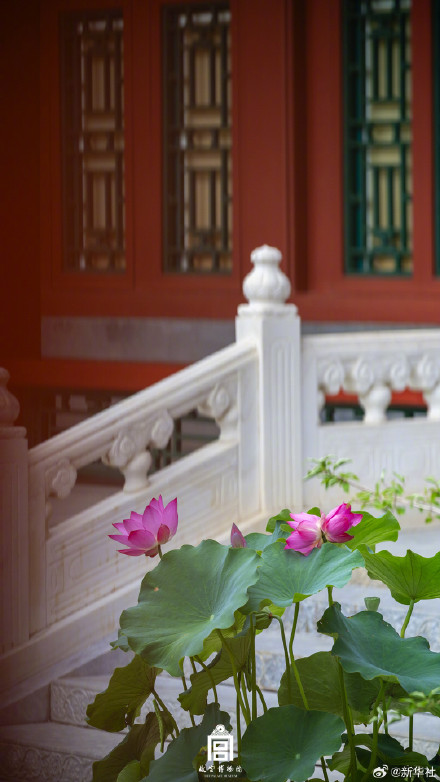 好事成双！故宫并蒂莲花开壁纸上新了