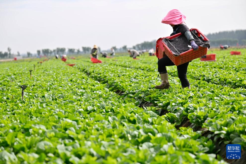 宁夏青铜峡:供港蔬菜迎来丰收季 宁夏青铜峡:供港蔬菜迎来丰收季