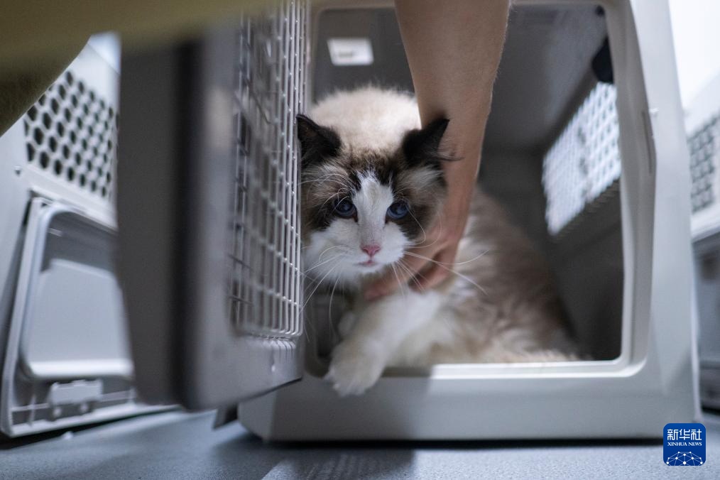 武汉:“萌宠”旅客乘高铁 武汉:“萌宠”旅客乘高铁