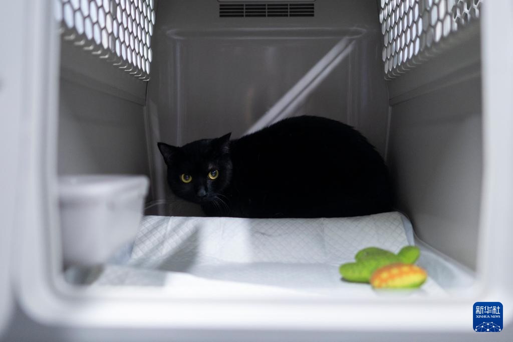 武汉:“萌宠”旅客乘高铁 武汉:“萌宠”旅客乘高铁