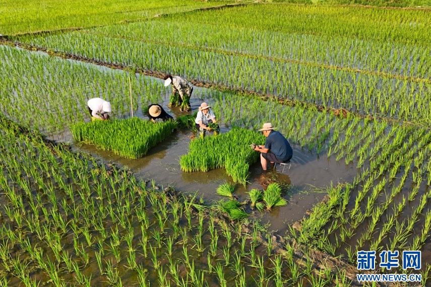 安徽淮北:秧苗插满田 静待稻花香 安徽淮北:秧苗插满田 静待稻花香