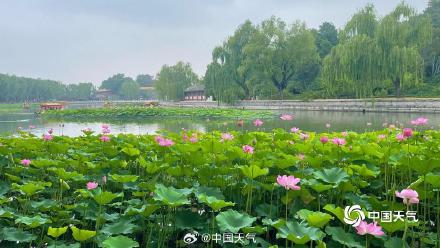 荷花盛开引客来 北京北海游船赏荷如画中游