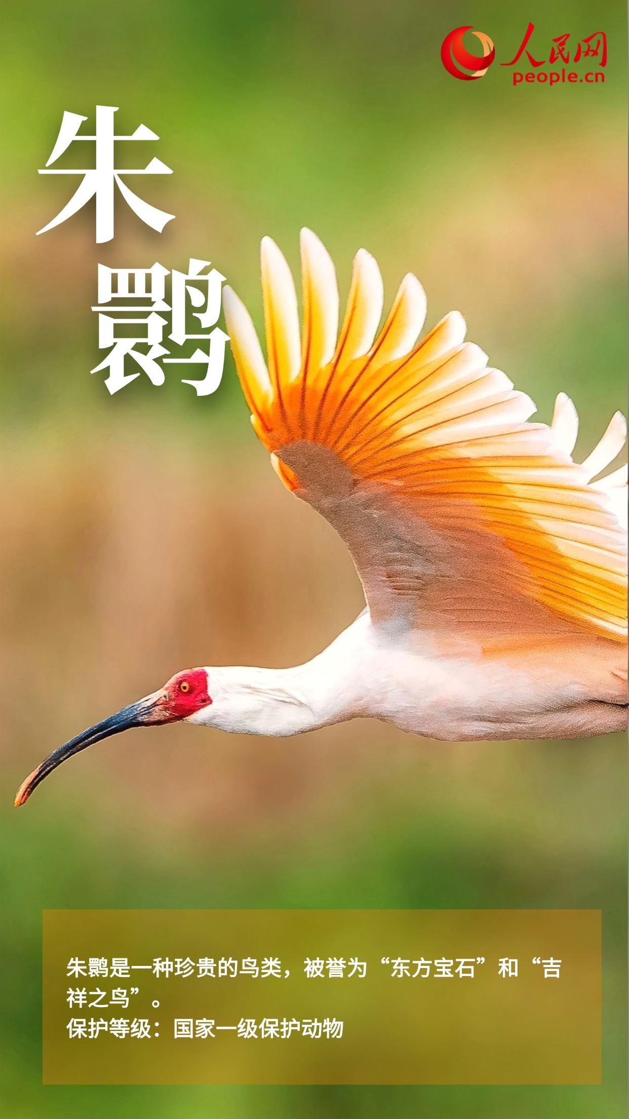 鸟类图鉴上新 多角度认识“空中精灵” 鸟类图鉴上新 多角度认识“空中精灵”