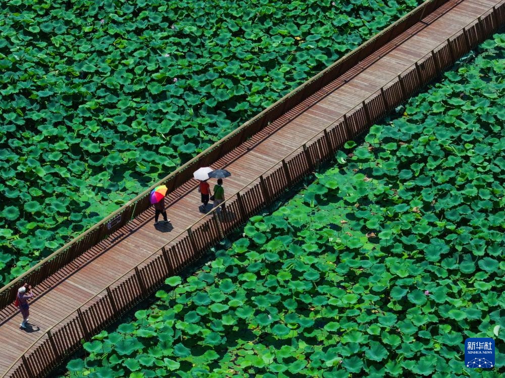 玄武湖畔赏荷乐 玄武湖畔赏荷乐