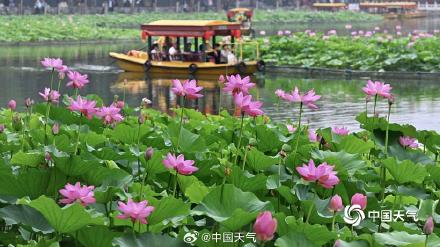 荷花盛开引客来 北京北海游船赏荷如画中游