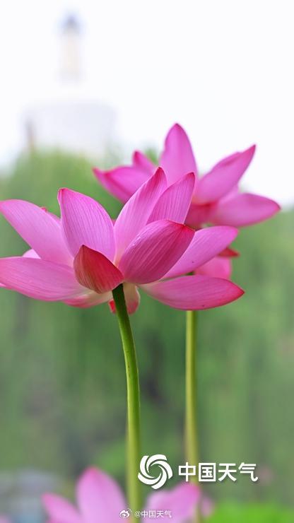 荷花盛开引客来 北京北海游船赏荷如画中游