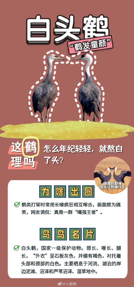 可可爱爱!野生鸟类竟是隐藏梗王 可可爱爱!野生鸟类竟是隐藏梗王