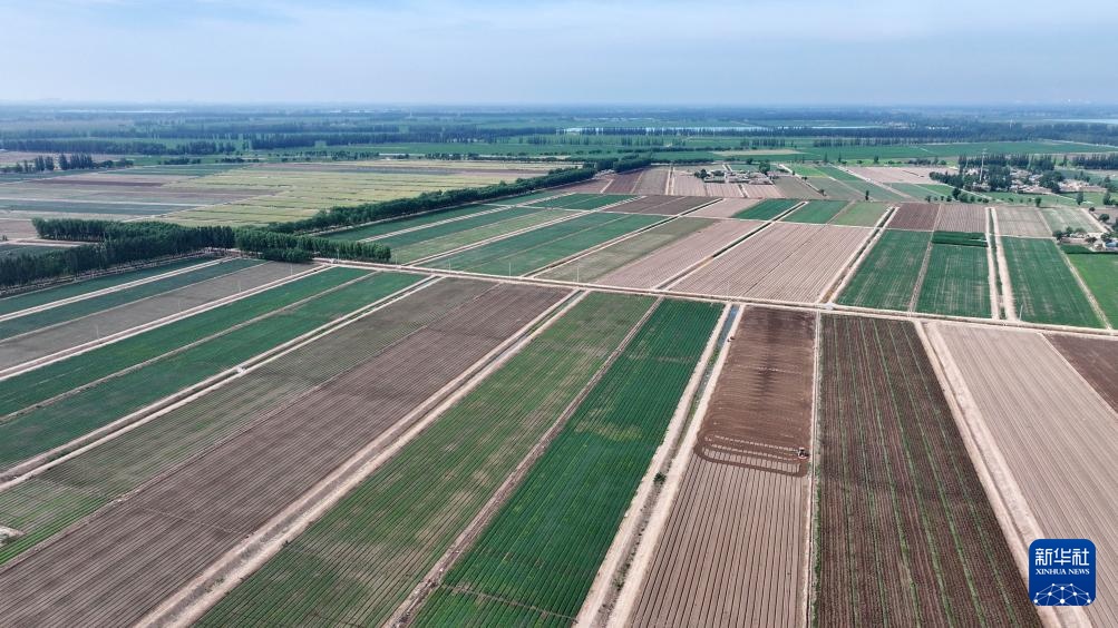宁夏青铜峡:供港蔬菜迎来丰收季 宁夏青铜峡:供港蔬菜迎来丰收季