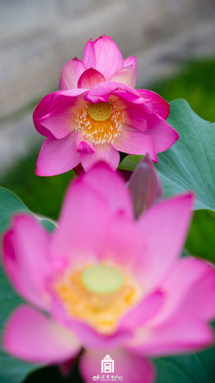 好运MAX！故宫并蒂莲壁纸上线