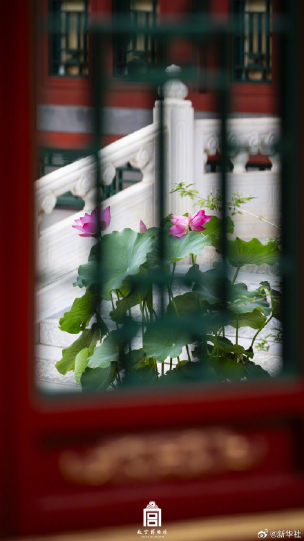 好事成双！故宫并蒂莲花开壁纸上新了
