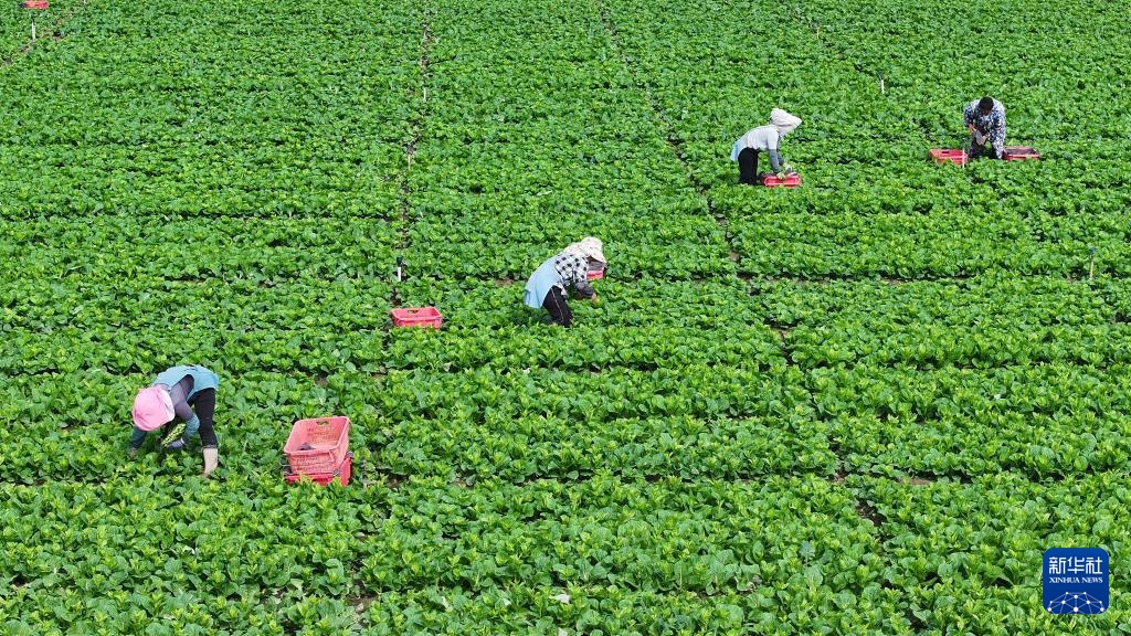 宁夏青铜峡:供港蔬菜迎来丰收季 宁夏青铜峡:供港蔬菜迎来丰收季