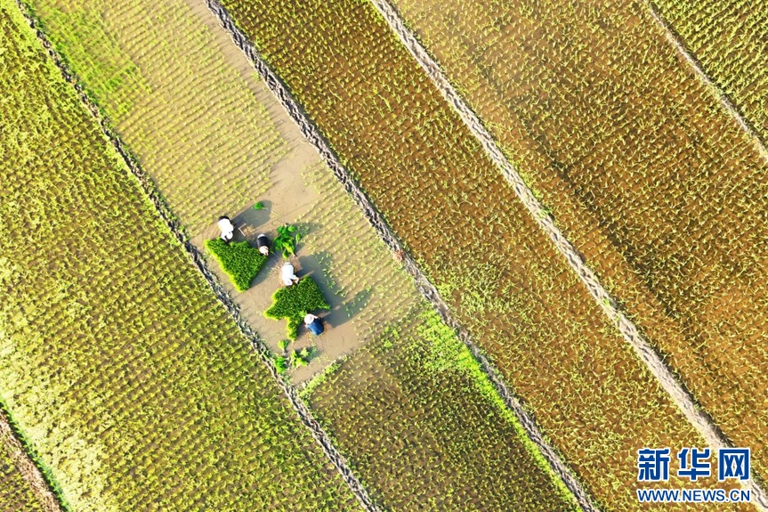 安徽淮北:秧苗插满田 静待稻花香 安徽淮北:秧苗插满田 静待稻花香