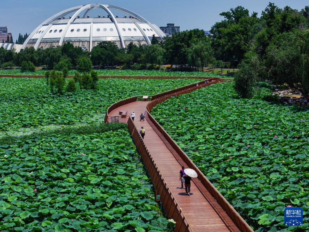玄武湖畔赏荷乐 玄武湖畔赏荷乐