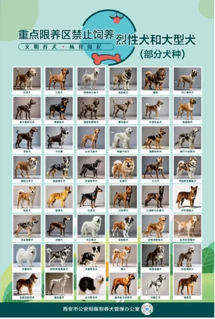 中华田园犬遭禁养？网友不解，官方回应来了……