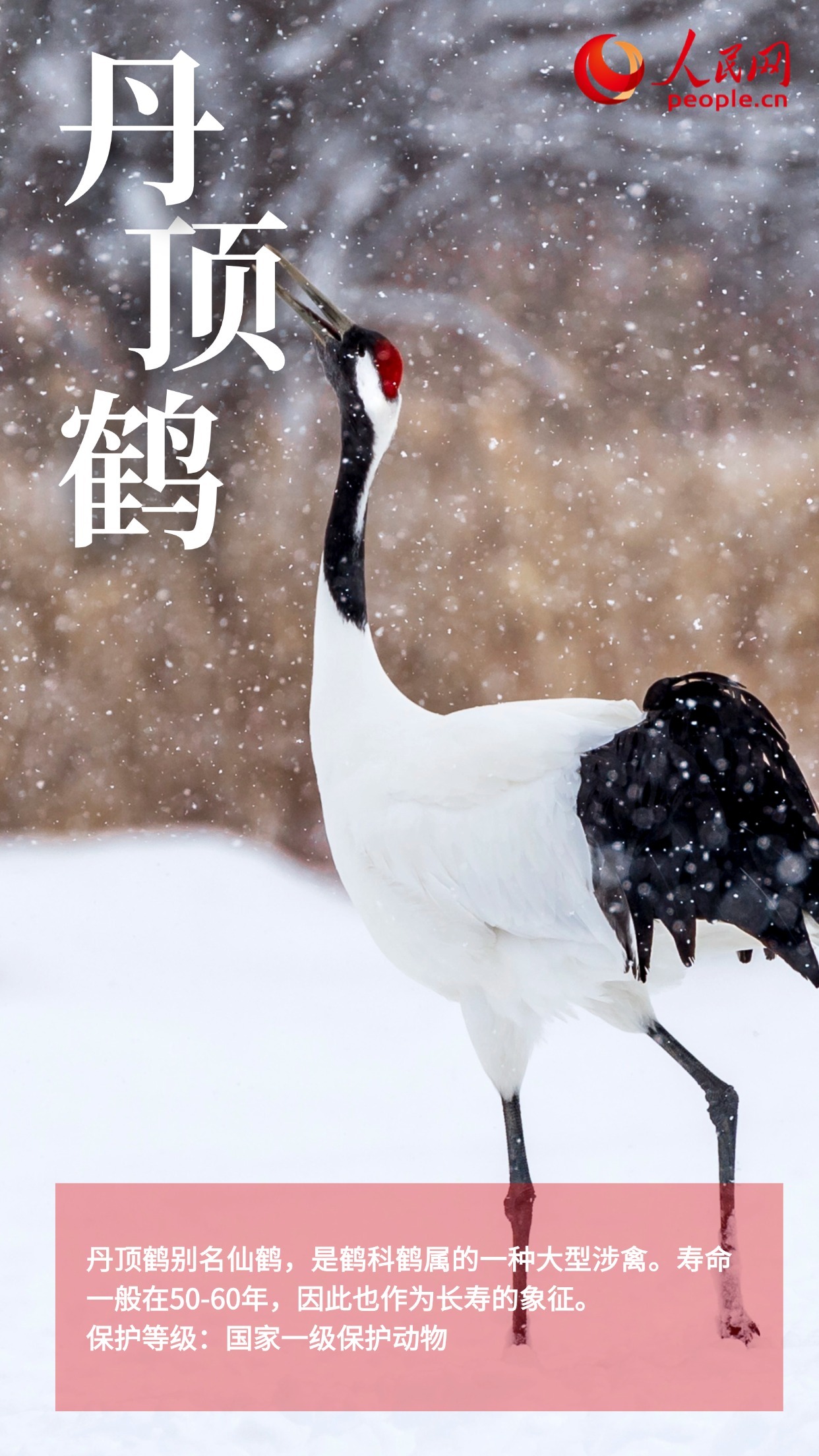 鸟类图鉴上新 多角度认识“空中精灵” 鸟类图鉴上新 多角度认识“空中精灵”