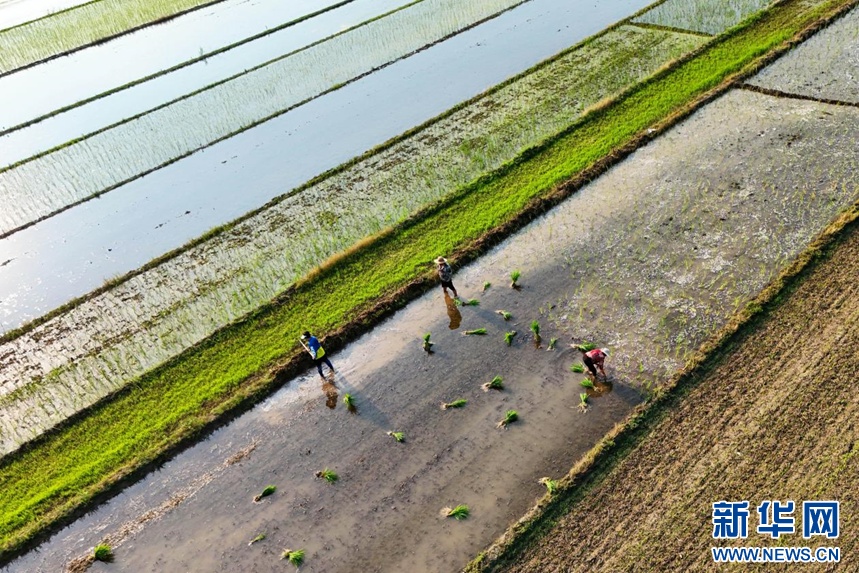 安徽淮北:秧苗插满田 静待稻花香 安徽淮北:秧苗插满田 静待稻花香