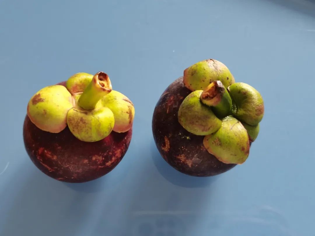 这种水果很贵,虽然好吃但营养价值一般,热量还很高…… 这种水果很贵,虽然好吃但营养价值一般,热量还很高……