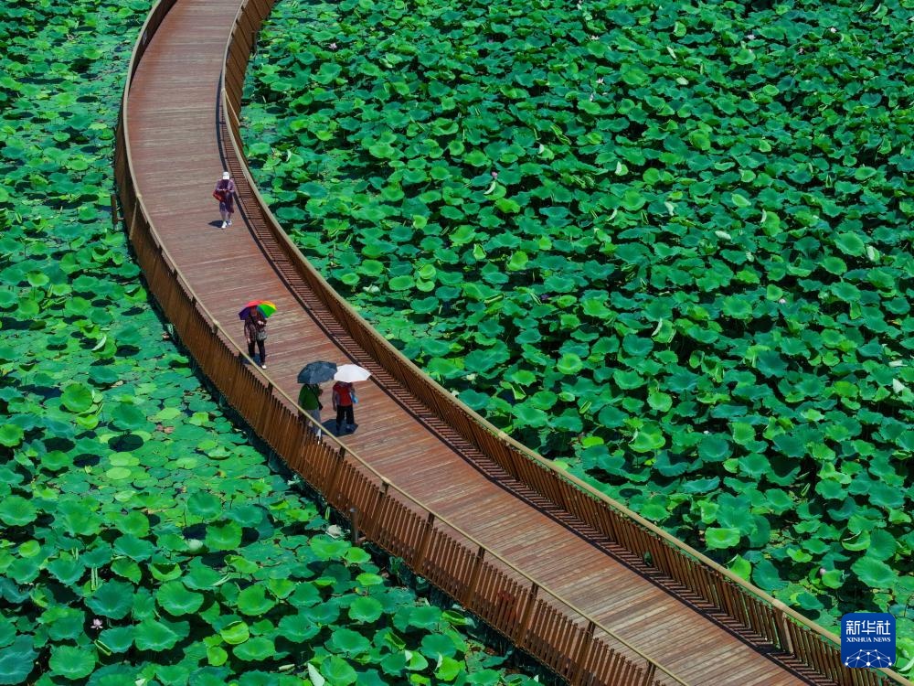 玄武湖畔赏荷乐 玄武湖畔赏荷乐