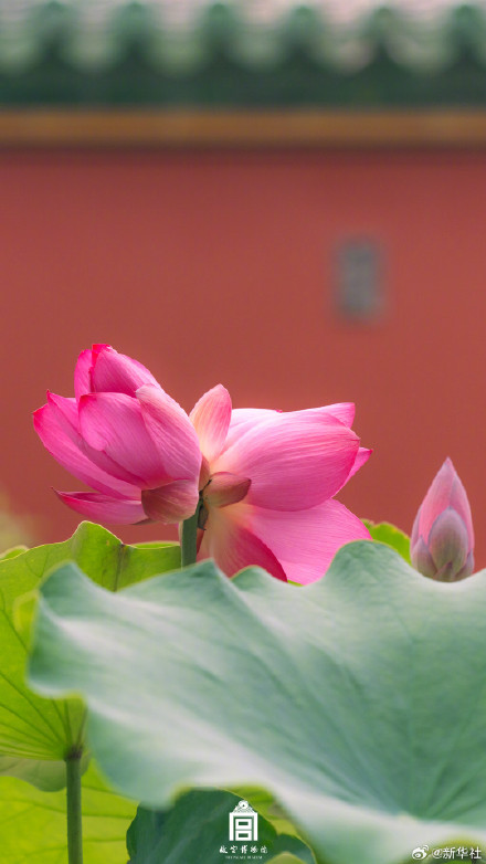 好事成双！故宫并蒂莲花开壁纸上新了