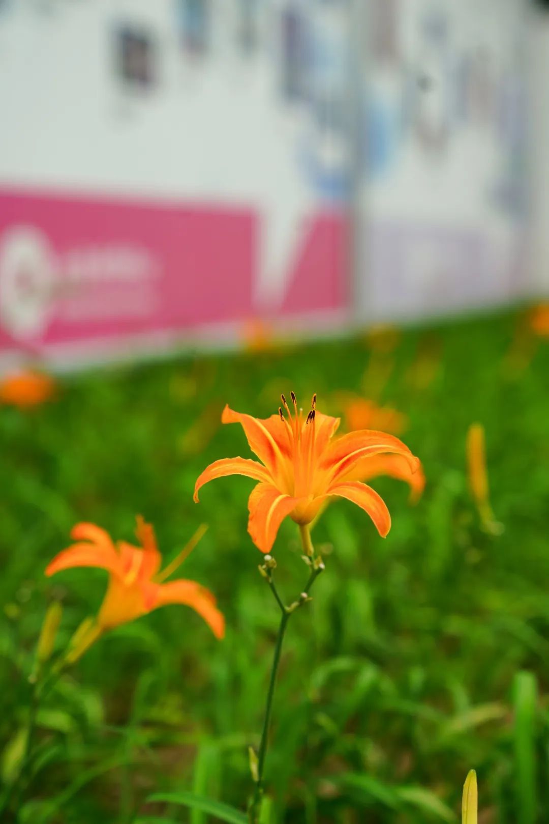 镜头下的北京科学中心丨萱草 镜头下的北京科学中心丨萱草