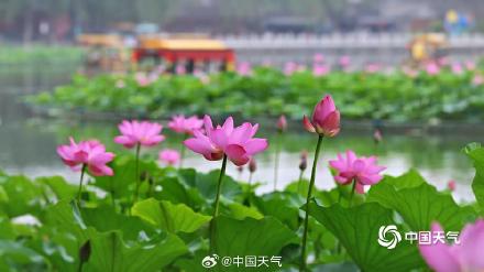 荷花盛开引客来 北京北海游船赏荷如画中游