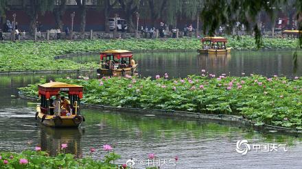 荷花盛开引客来 北京北海游船赏荷如画中游