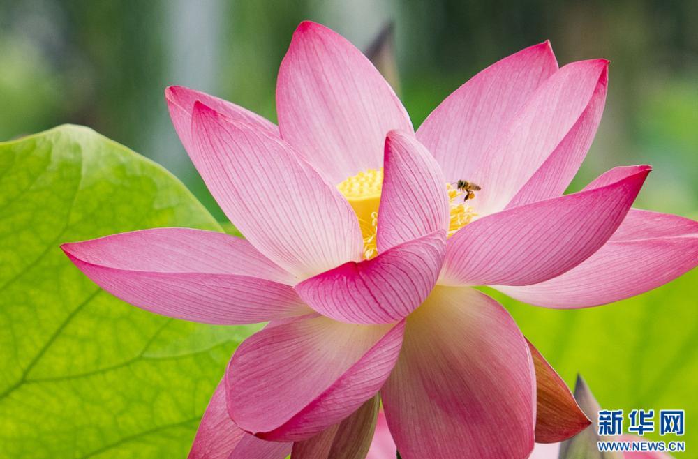 昆明荷花初绽 古典园林夏韵浓 昆明荷花初绽 古典园林夏韵浓