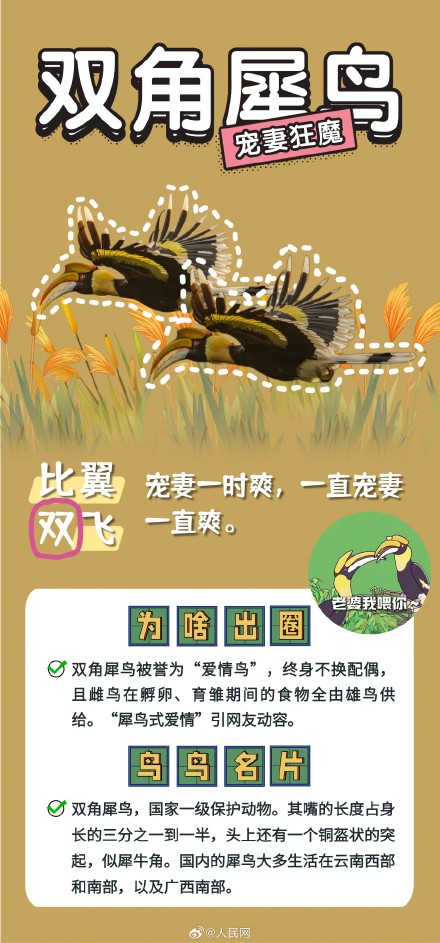 可可爱爱!野生鸟类竟是隐藏梗王 可可爱爱!野生鸟类竟是隐藏梗王