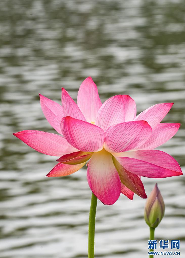 昆明荷花初绽 古典园林夏韵浓 昆明荷花初绽 古典园林夏韵浓