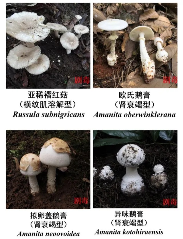 别吃！医院接诊多例，医生提醒：高温烹饪后也有毒