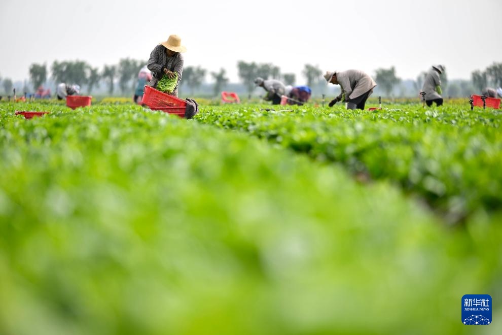 宁夏青铜峡:供港蔬菜迎来丰收季 宁夏青铜峡:供港蔬菜迎来丰收季